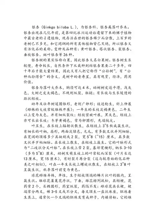 银杏树资料