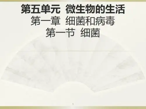 《第一节 细菌》初中生物公开课PPT课件