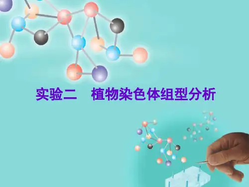 实验二植物染色体组型分析