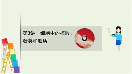 2021版高考生物一轮复习第2章组成细胞的分子3细胞中的核酸、糖类和脂质课件新人教版必修1