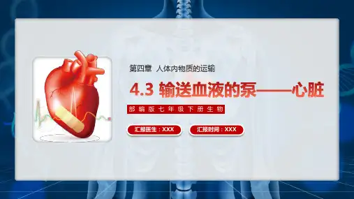 输送血液的泵心脏PPT课件