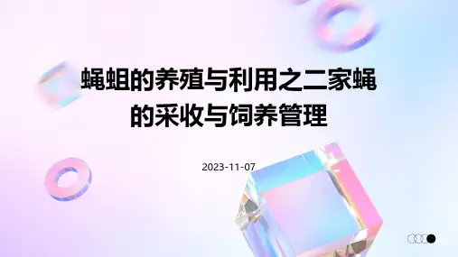 蝇蛆的养殖与利用之二家蝇的采收与饲养管理