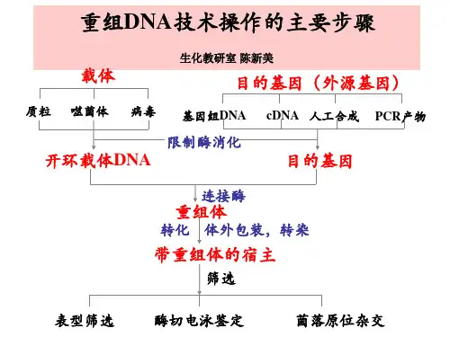 外源基因的表达