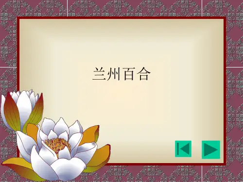 兰州百合PPT课件
