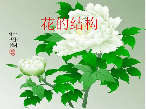 花的结构