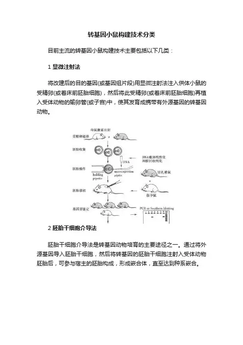 转基因小鼠构建技术分类