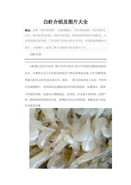 白虾介绍及图片大全