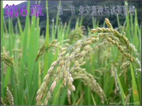 人教版必修二 第6章第一节 杂交育种与诱变育种育种课件(共34张PPT)
