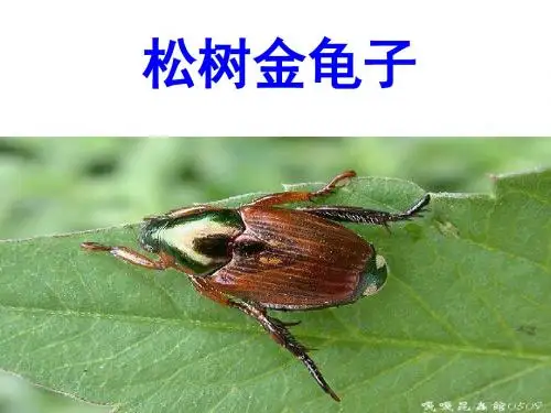 《松树金龟子》PPT 已核对 无错误  共36张