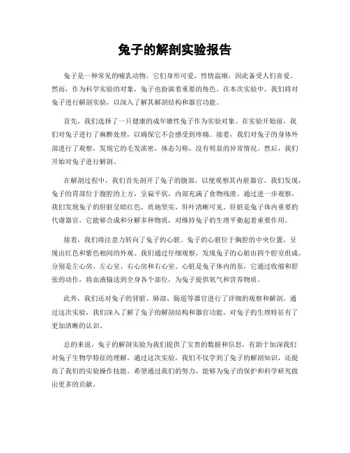 兔子的解剖实验报告