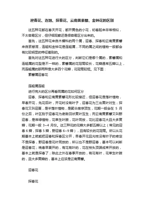 迎春花、连翘、探春花、云南黄素馨、金钟花的区别