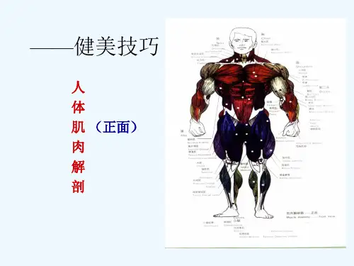 健美运动与方法课件