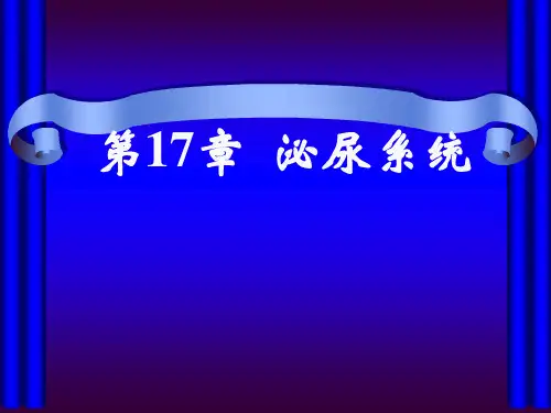 组织学与胚胎学：第17章  泌尿系统