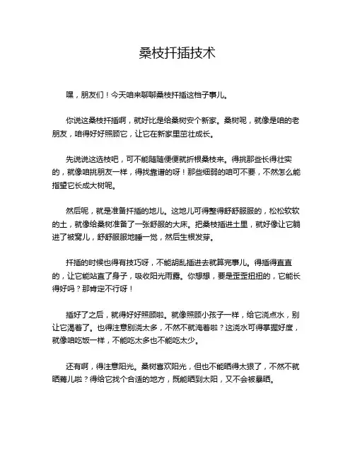 桑枝扦插技术