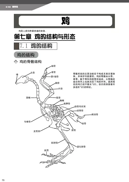 超级漫画绘制技法动物篇第一部分家养类鸡第七章鸡的结构与形态