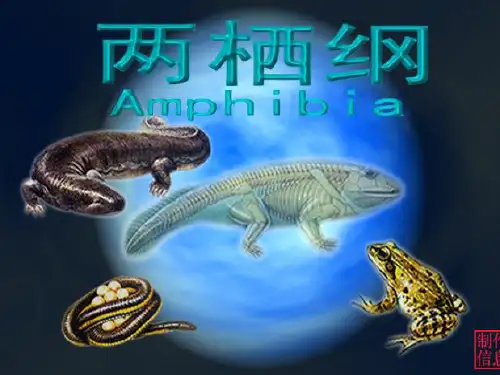 两栖纲
