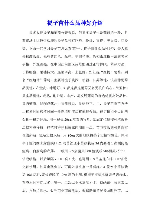 提子苗什么品种好推荐