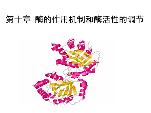 酶的作用机制和酶活性的调节.ppt