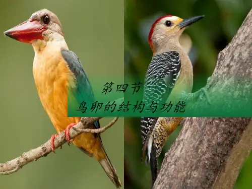 鸟卵的结构与功能-课件-2020-2021学年八年级生物人教版下册