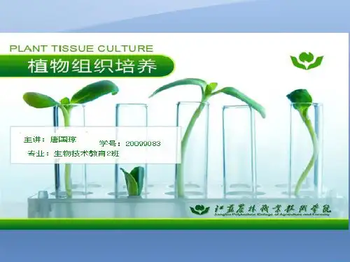 草莓的植物组织培养