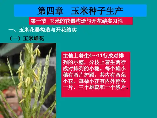 第四章  玉米种子生产技术ppt课件