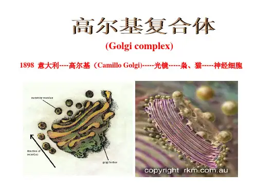 高尔基体溶酶体和过氧化物酶体