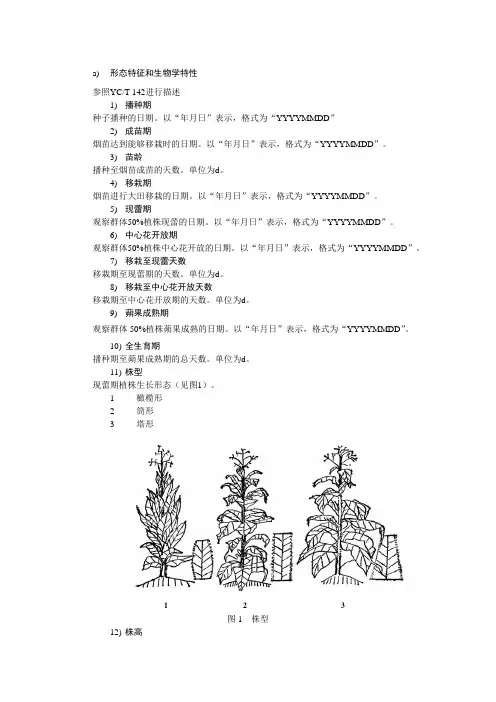 烟草形态特征和生物学特性
