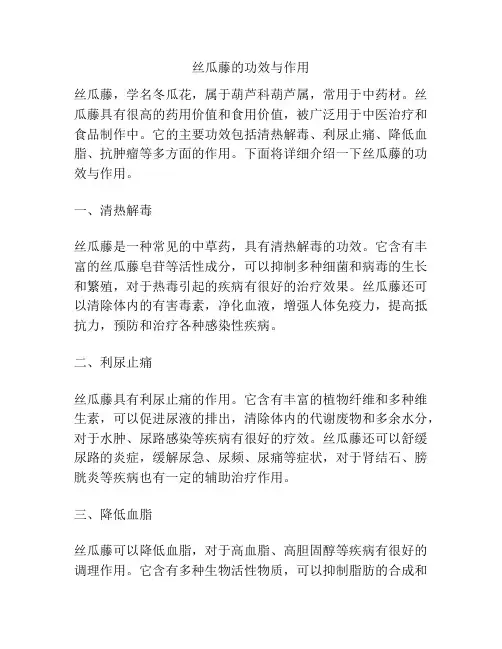 丝瓜藤的功效与作用
