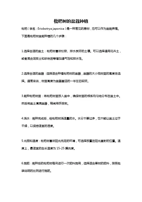 枇杷树的盆栽种植