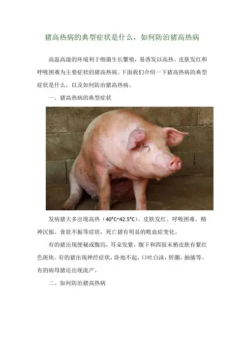 猪高热病的典型症状是什么,如何防治猪高热病
