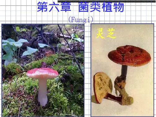 莱职院药用植物学课件06菌类植物