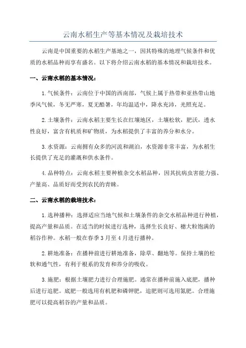 云南水稻生产等基本情况及栽培技术