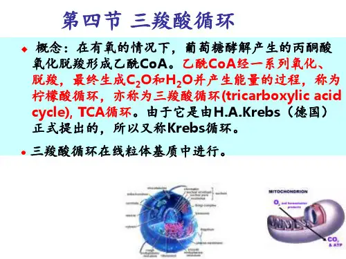 三羧酸循环 ppt课件