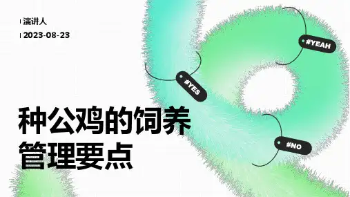 种公鸡的饲养管理要点