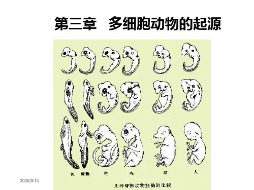 3第2章多细胞动物导论及多孔动物门Porifera