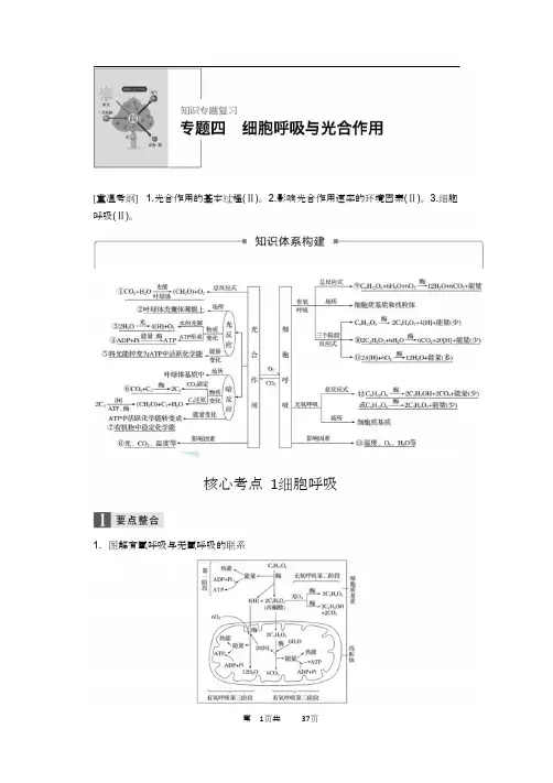 高考 生物专题四 细胞呼吸与光合作用(含答案解析)