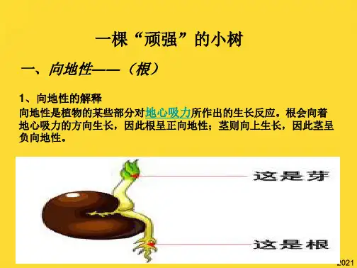 六年级科学上册 . 一棵顽强的小树课件 湘教版(与“生长”相关共6张)