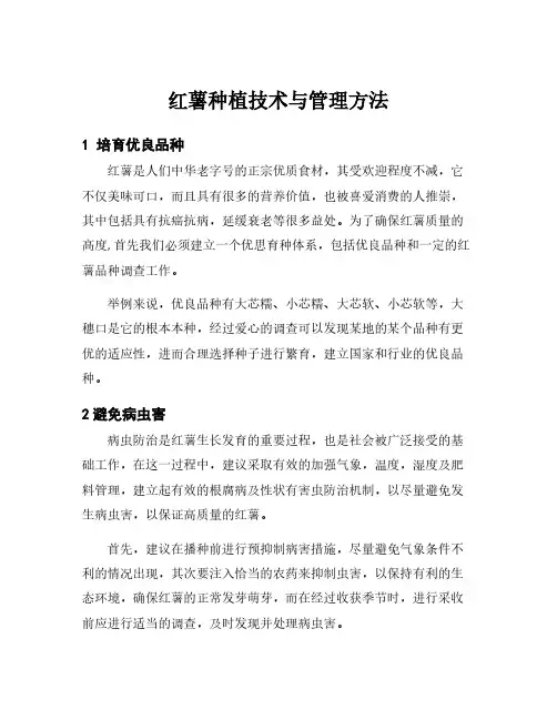 红薯种植技术与管理方法