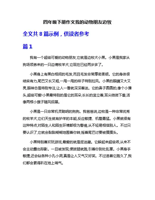 四年级下册作文我的动物朋友边牧