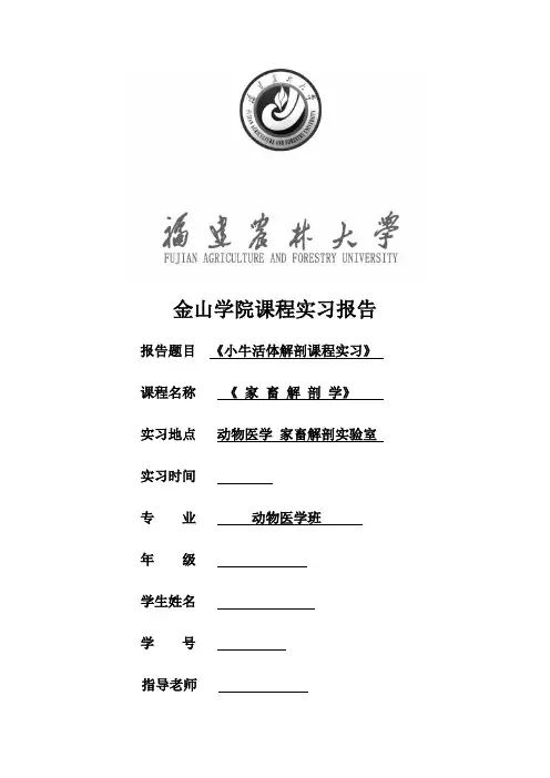 解剖牛实验报告-