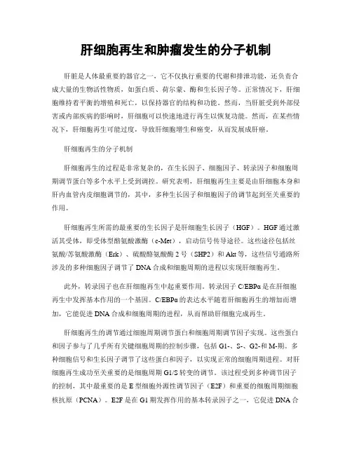 肝细胞再生和肿瘤发生的分子机制