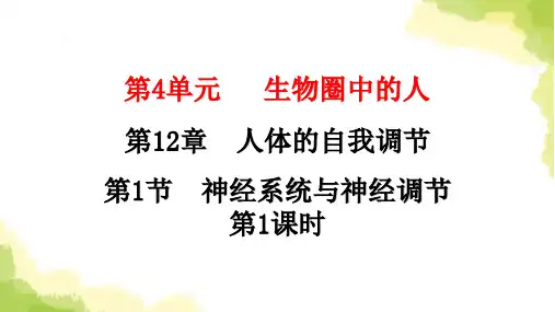 北师大版七年级生物下册第12章人体的自我调节第1节神经系统与神经调节第1课时课件