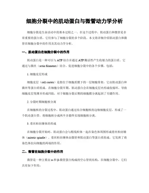 细胞分裂中的肌动蛋白与微管动力学分析