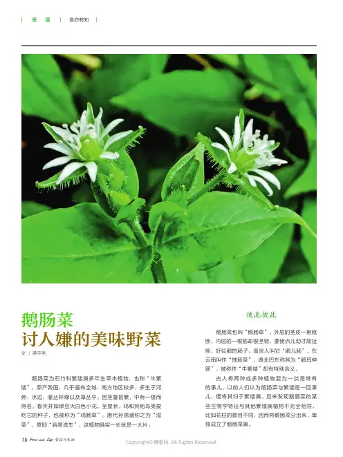 鹅肠菜_讨人嫌的美味野菜