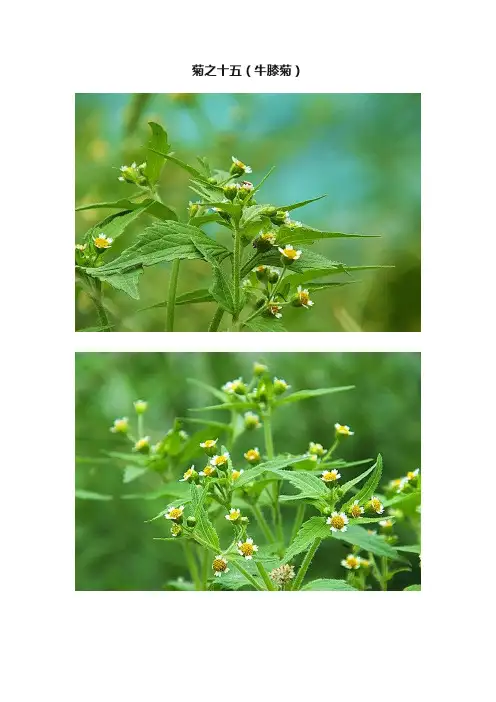 菊之十五（牛膝菊）