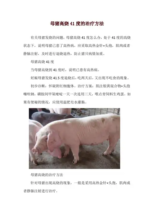 母猪高烧41度的治疗方法