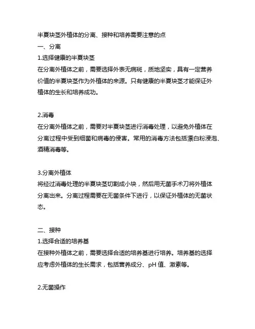半夏块茎外植体的分离、接种和培养需要注意的点