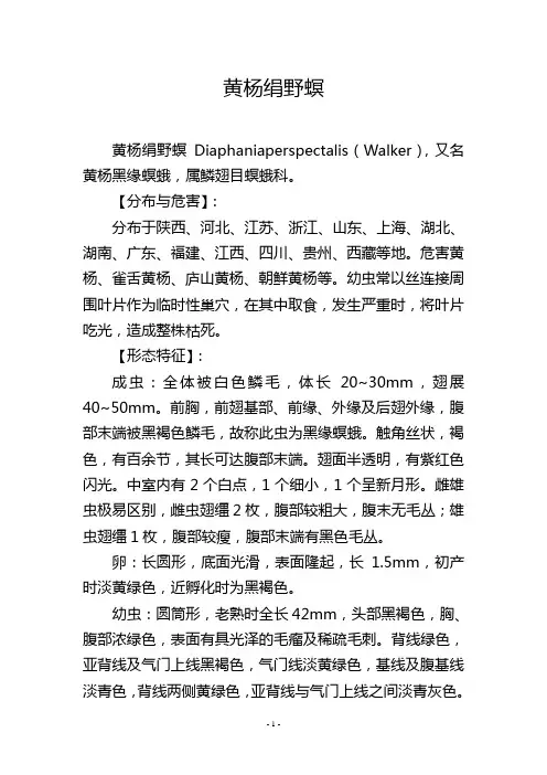 黄杨绢野螟