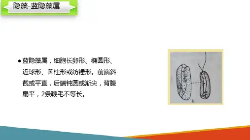 浮游植物—认识隐藻(水生生物学课件)