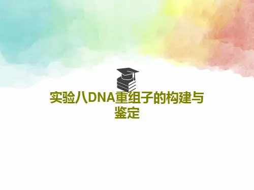 实验八DNA重组子的构建与鉴定27页PPT